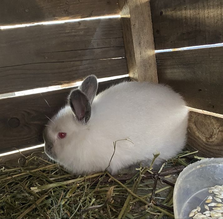 Продам кролика 1месяц