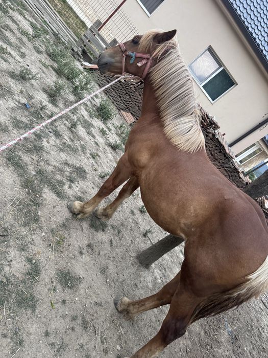 Vand Manza de 1 an si 3 luni