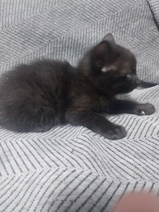 Отдам трех котят