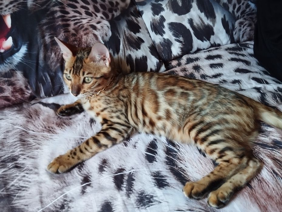 Срочна сотаман бенгал киз мушук