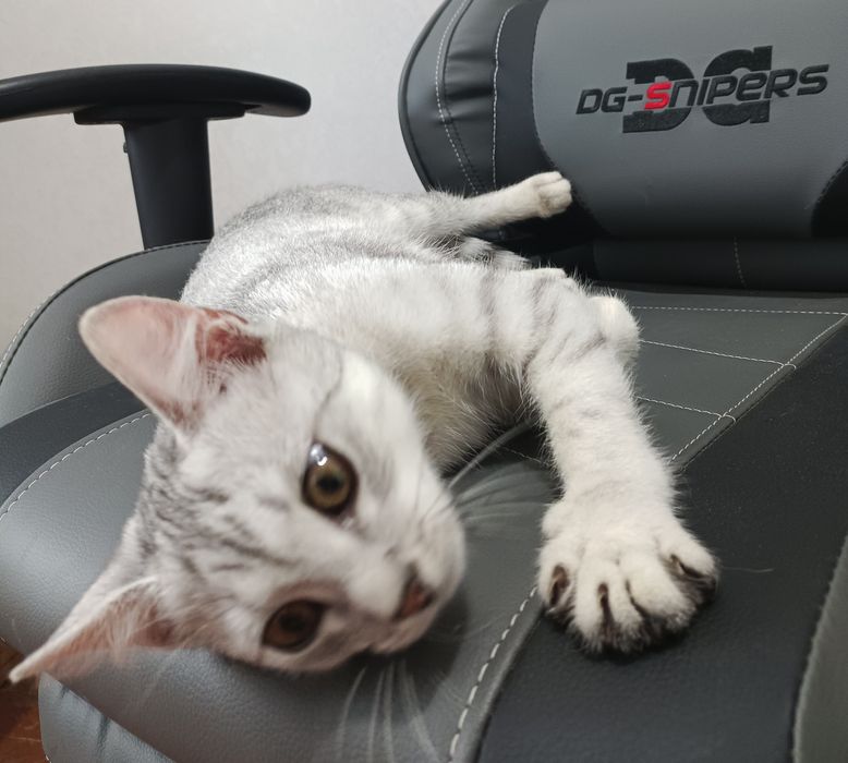 Котик ищит дом и друга