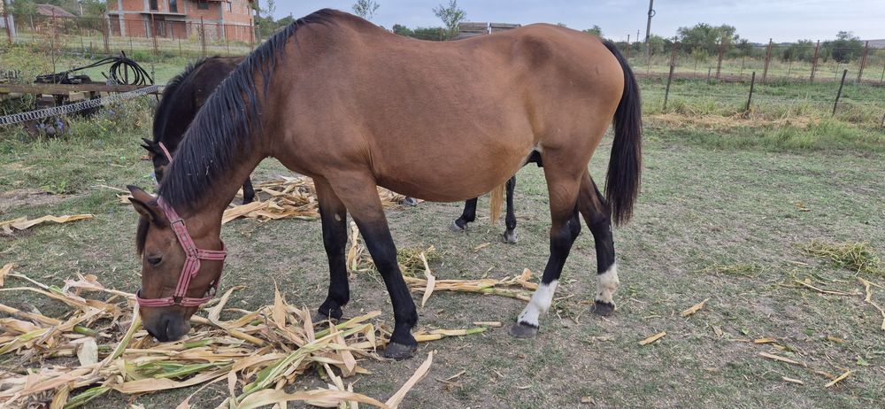 Vand iapa cu mânză