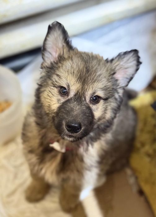 Отдам даром щенков девочки!