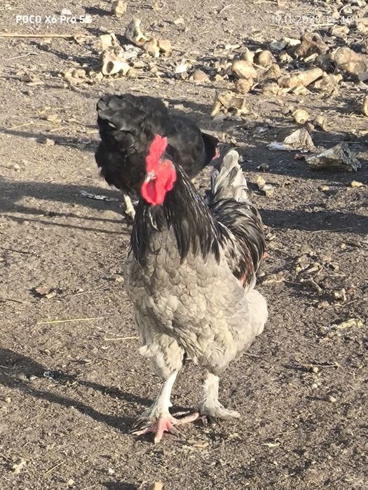 Продам  всех курей