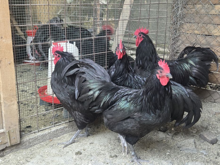 Cocosi Australorp