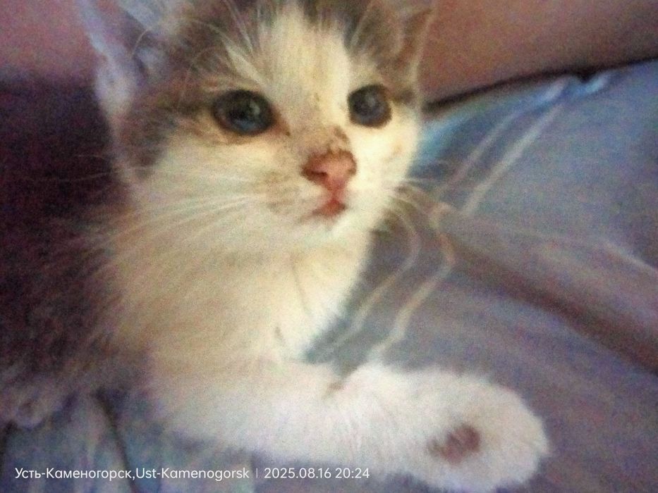 Отдам котятдаром