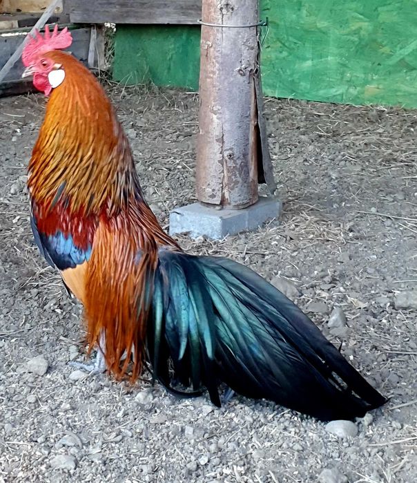 Cocosi pitici  Phoenix,  Porumbei voltați  (curcani) si rațe leșesti