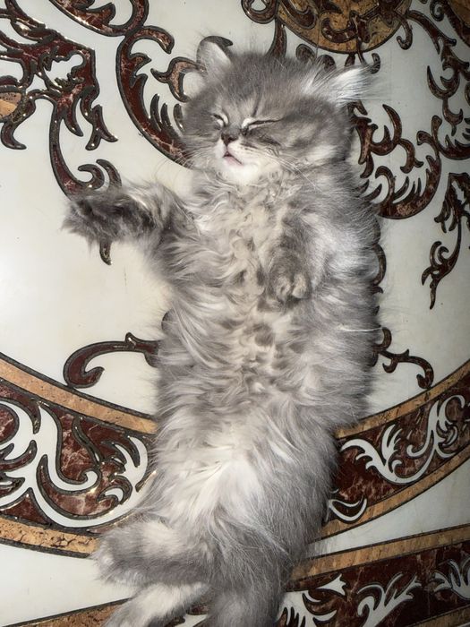 котенок(британец длинношерстный цена договорная