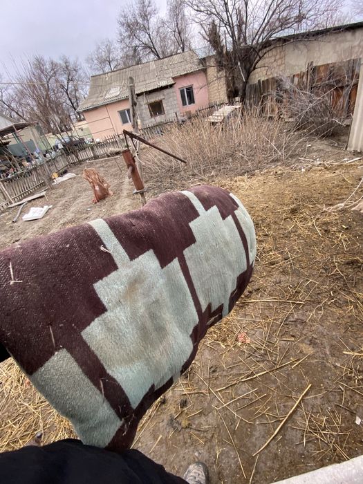 Шаруа ер комлект сатылады