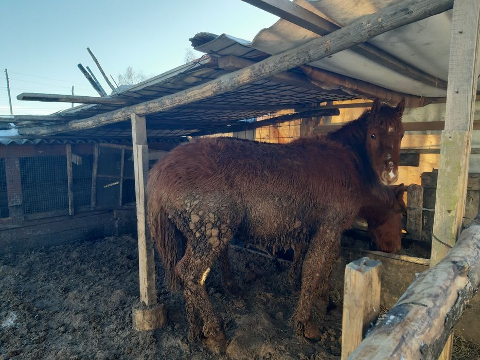 Продаются кобылы