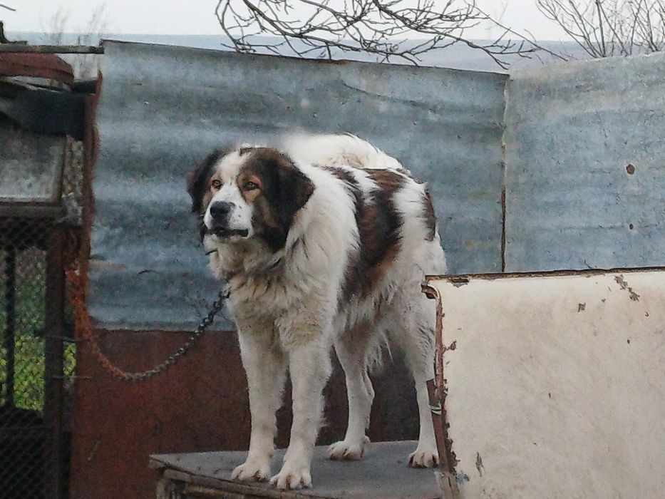 Каракачанки мъжко и женско