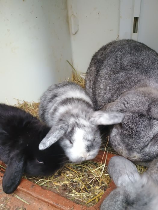 Perechi sau femele pui și maturi