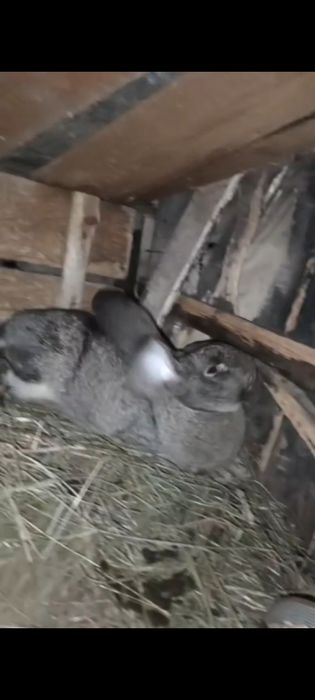 Vând iepuri de vânzare