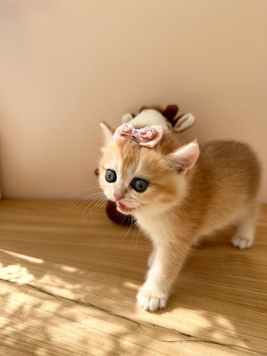 Золотые шиншиллы котята из питомника