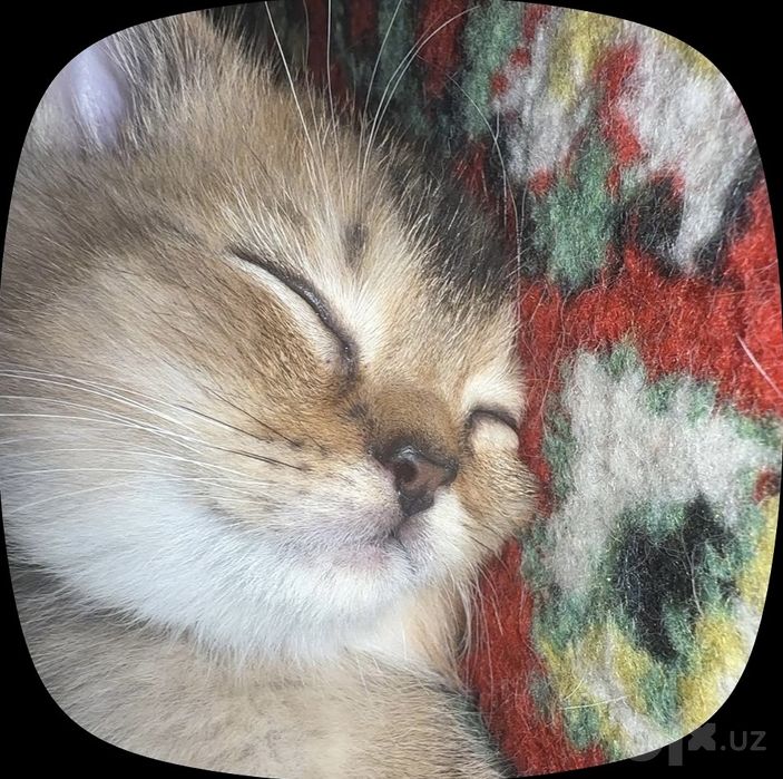 Котёнки Chinchilla