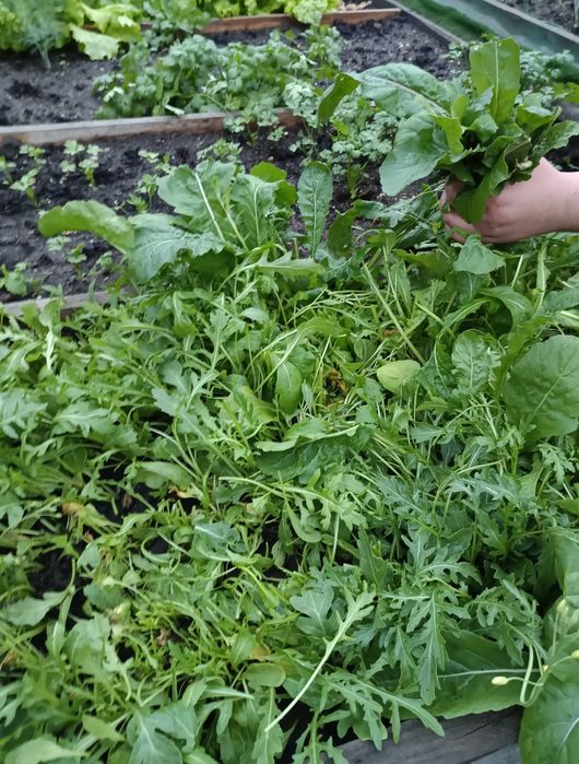 Продам зелень с дачи