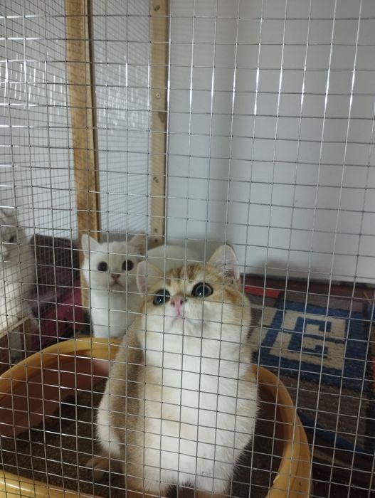 Британская золотая шиншилла, девочка, возраст 4 месяца.