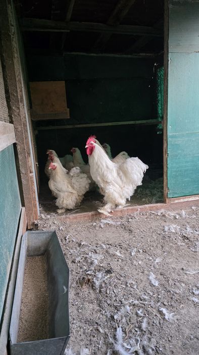 Продам курей семейку