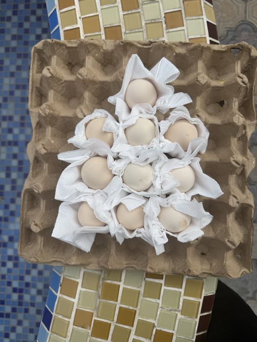 Wyandot silver karlik