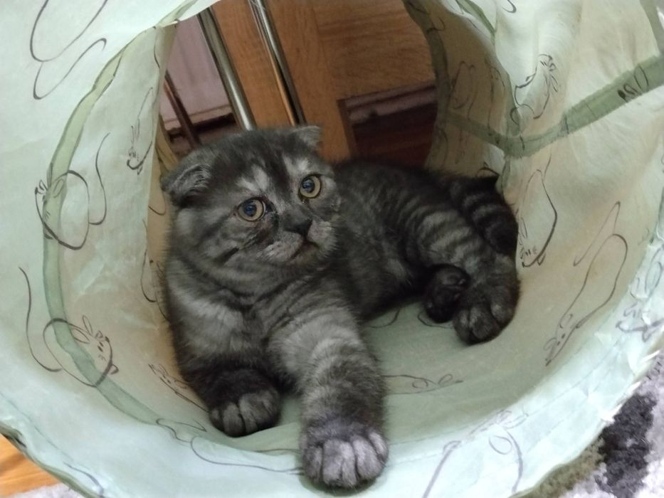 Pisoias  scottish  fold