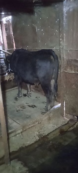 Бычки, согым жирные