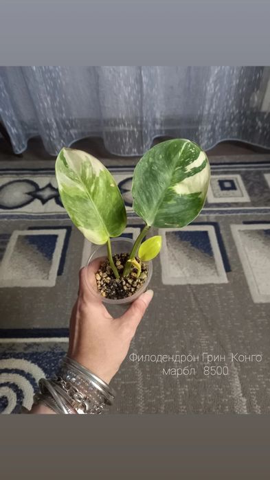 Филодендрон Модтаной, цветы, растения