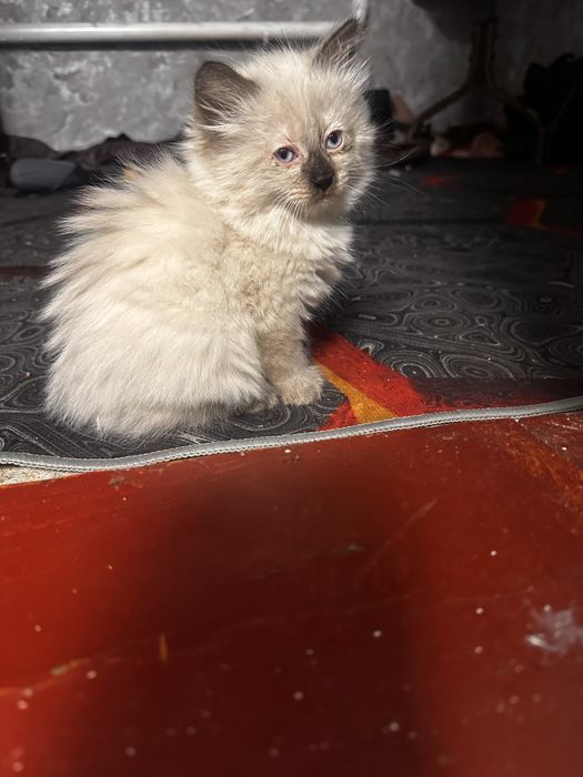 Отдам котят в добрые руки
