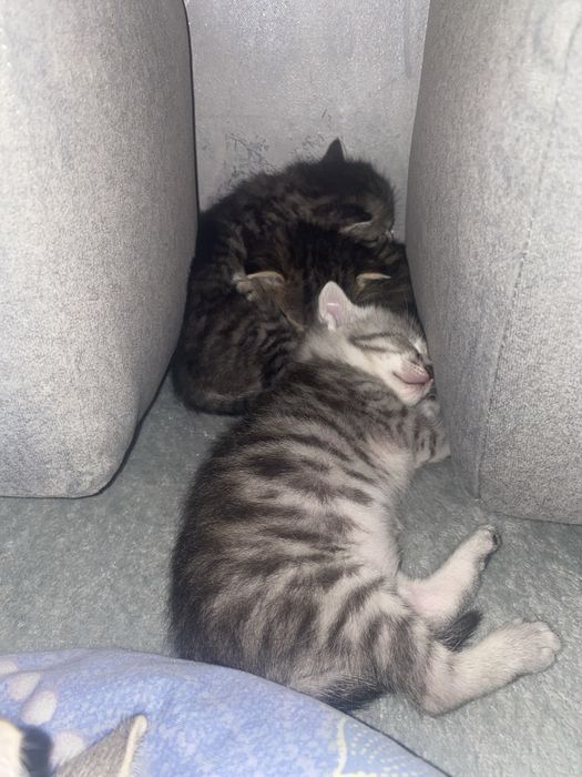 Котята в хорошие руки