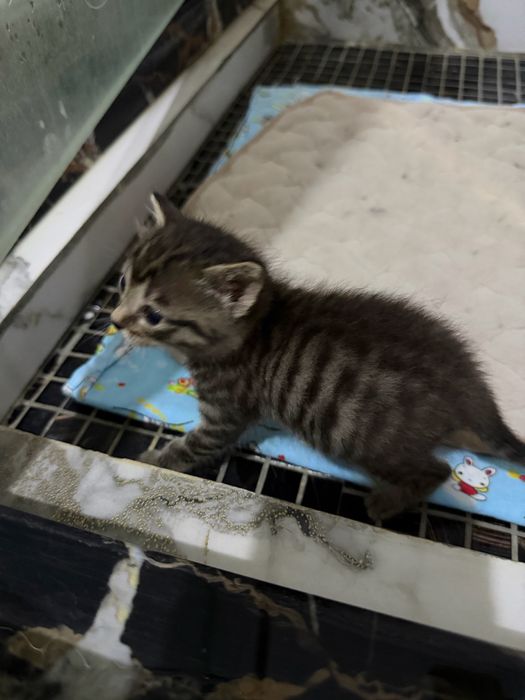 Котенок в добрые руки