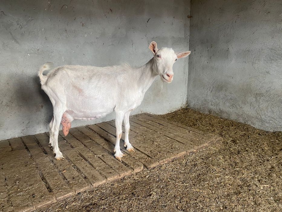 Коза с козленком