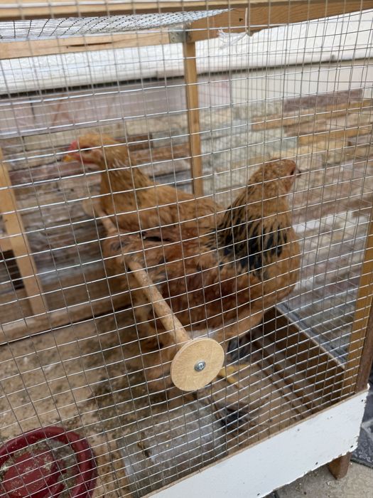 Brama kichkinaligidan qaralgan