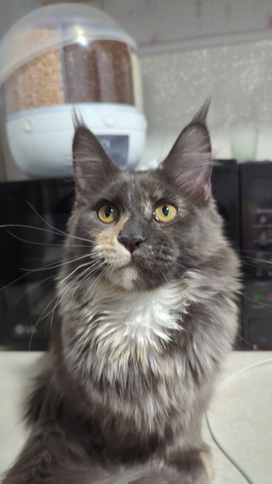 Мейн Кун Полидакт Каспи рассрочка