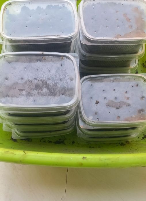 Черви дендробене