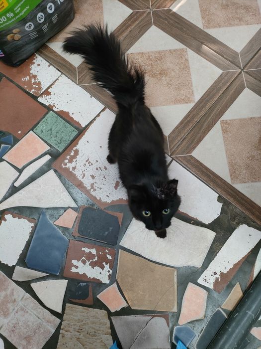 Кошечка ищет дом