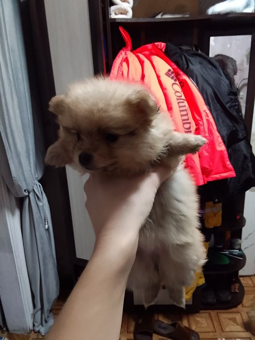 Продам щенка шпица