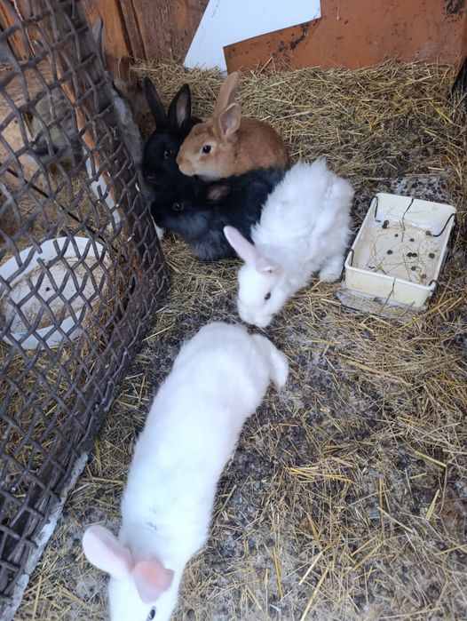 Продаются четырёхмесячные кролики