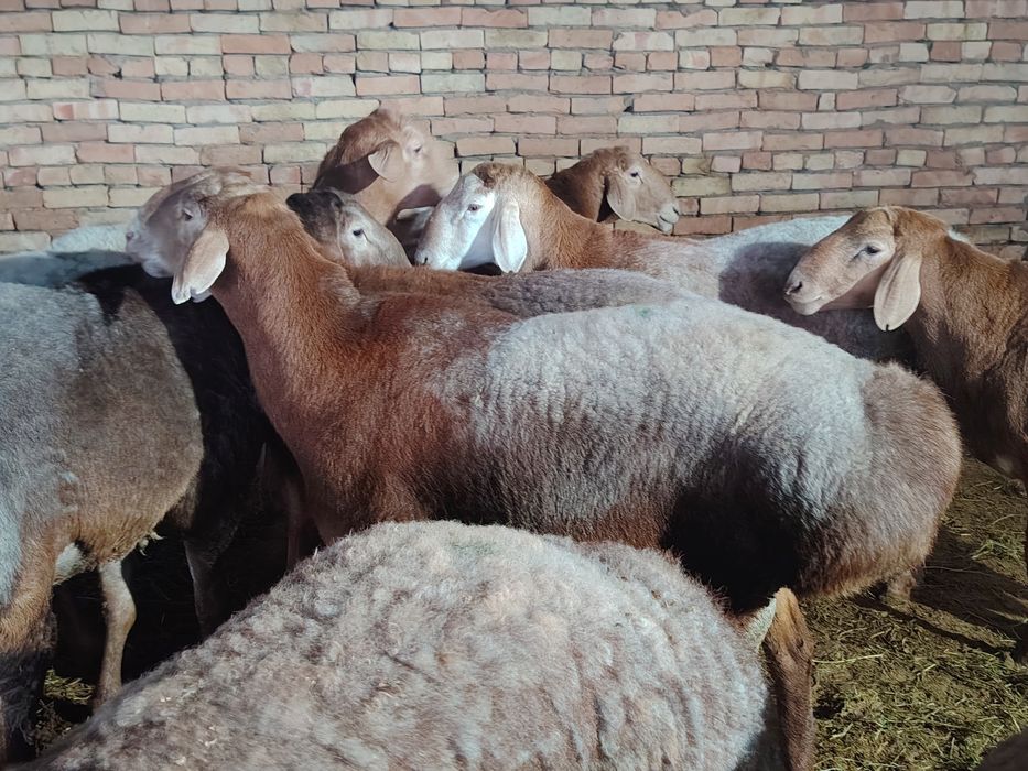 Арашан кошкарлар сатылады