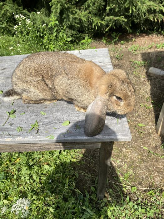 Vand iepuri berbec german