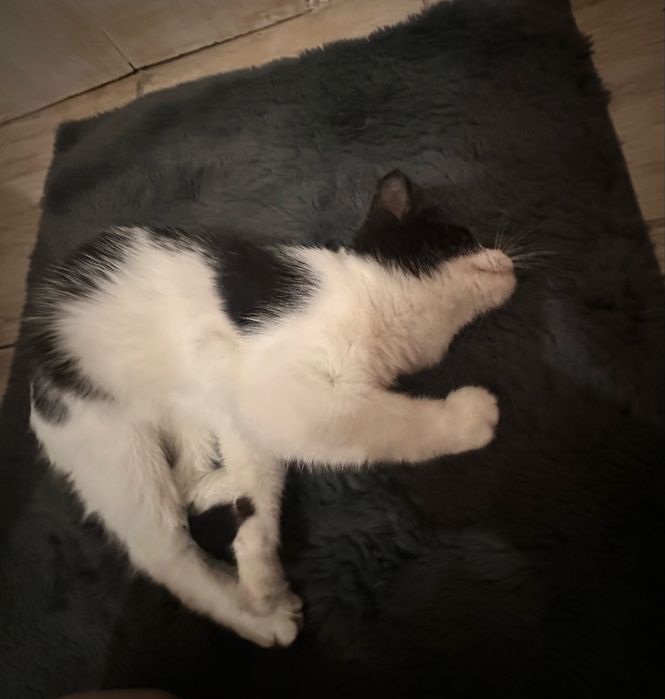 Ласковая кошечка ищет семью