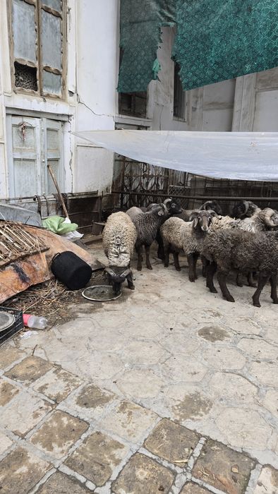 Куйлар сотилади..