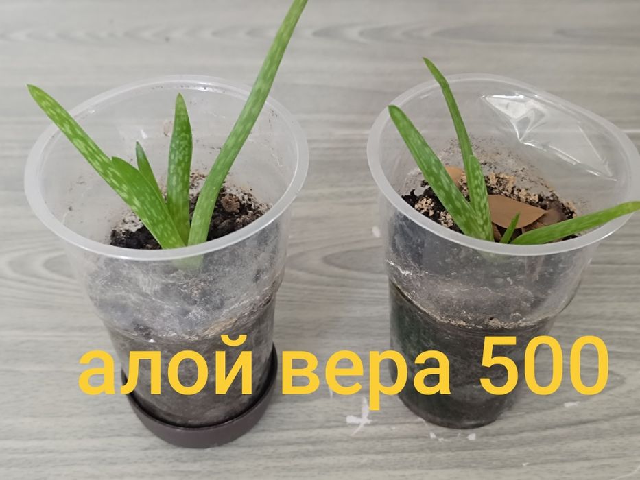 Продам дорого цветы