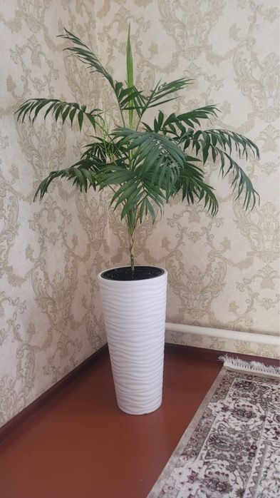 комнатные гүлдер сатылады