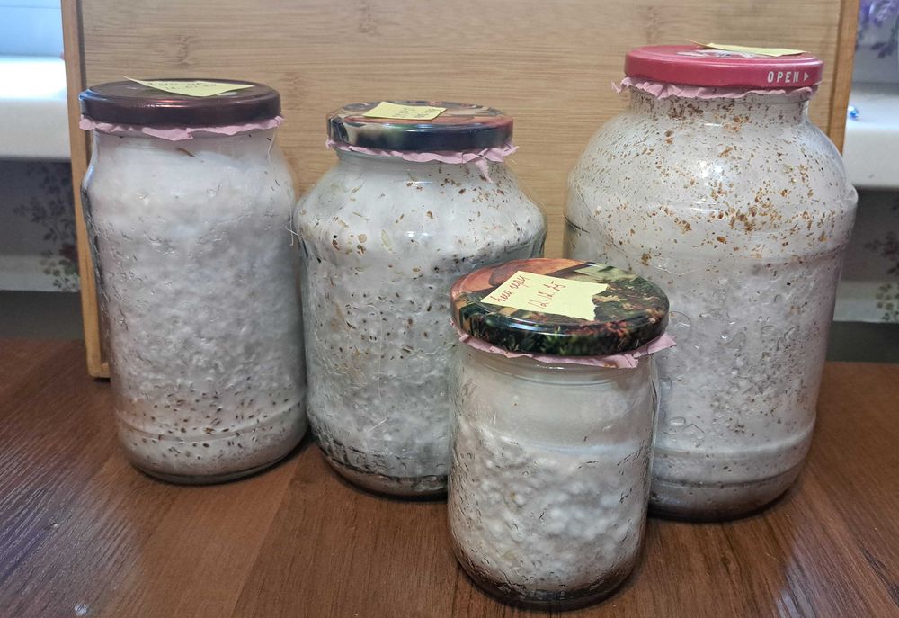 Мицелий вешенки. Готовый субстрат.