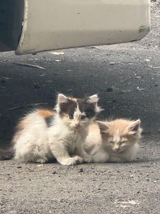 Срочно пристраиваются котята