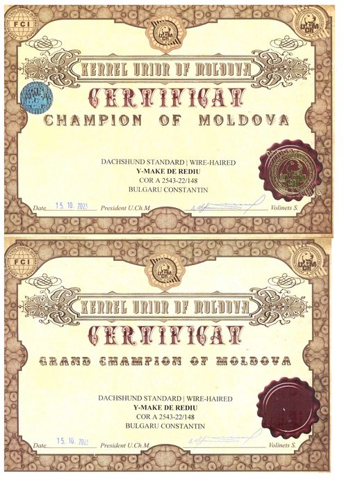 Pui Teckel Standard par Sarmos ( Dachshund Standard Rauhhaar )