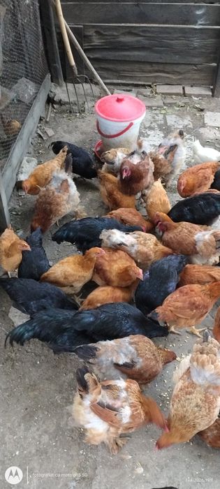 Vand 10 rate gălăgioase