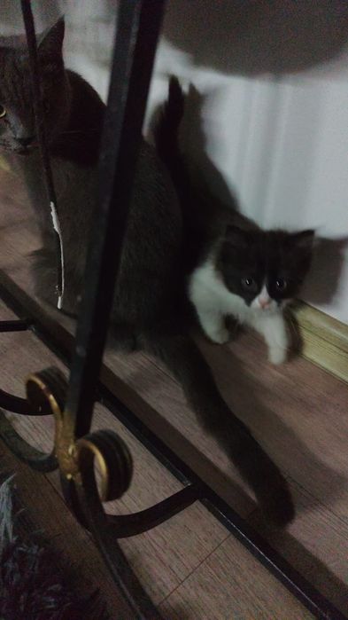 Отдам котят в добрые руки