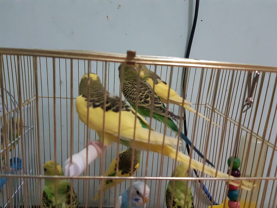 Chexskiy valnistiy papugay