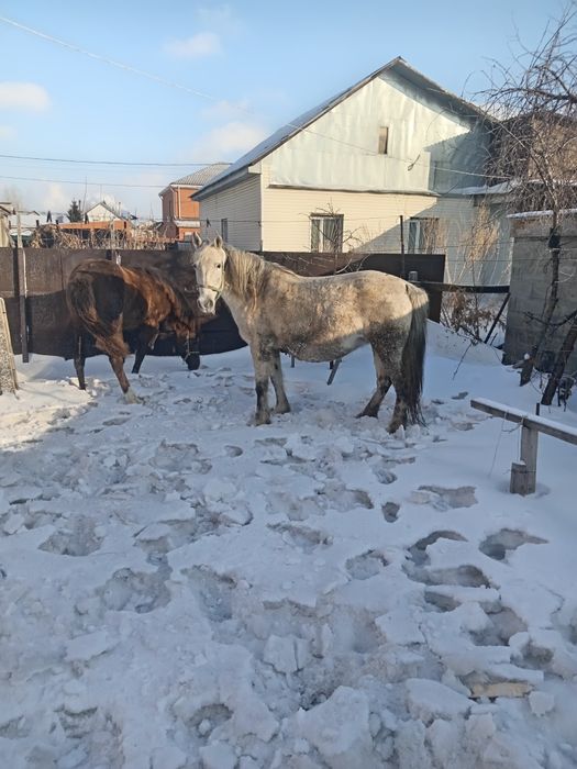 Кобыла дойная, спокойная