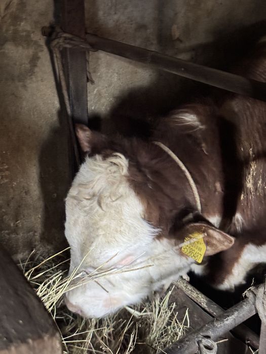 Продаются бычки 1.5! Соғым.